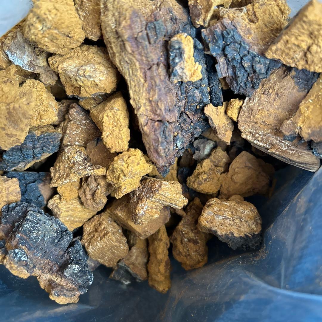 カバノアナタケ（乾燥）北海道・道東産　1.3kg