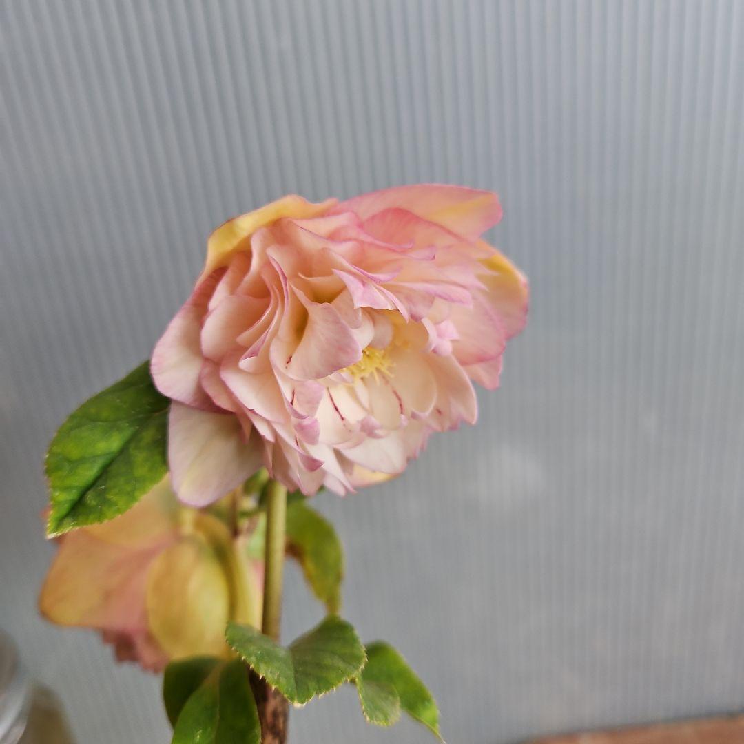 KinaRi様ご購入苗㉖-197㉖-204クリスマスローズ