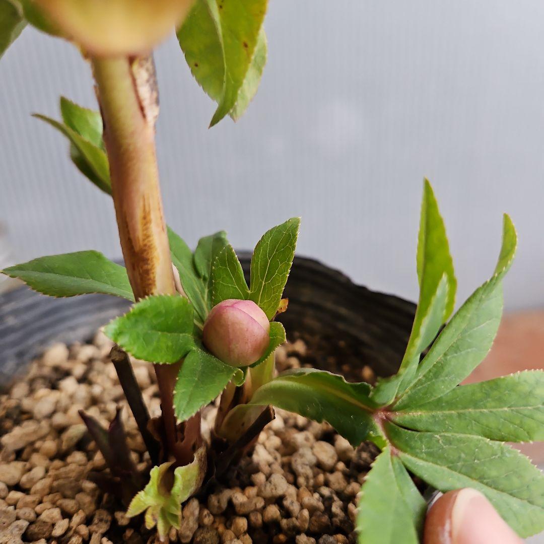 KinaRi様ご購入苗㉖-197㉖-204クリスマスローズ