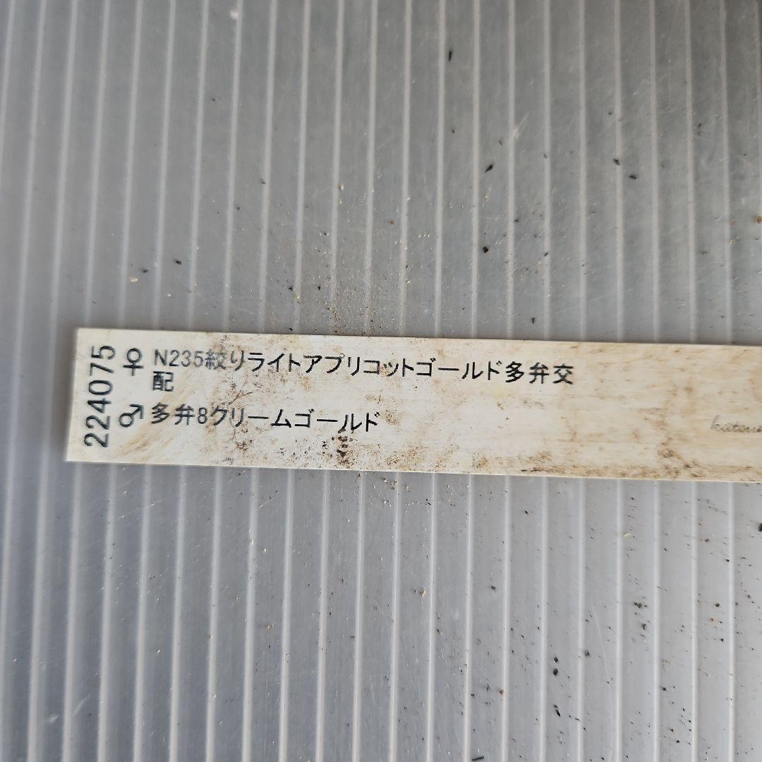 KinaRi様ご購入苗㉖-197㉖-204クリスマスローズ