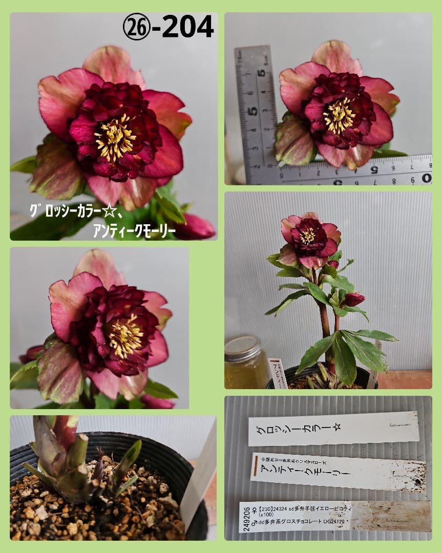 KinaRi様ご購入苗㉖-197㉖-204クリスマスローズ