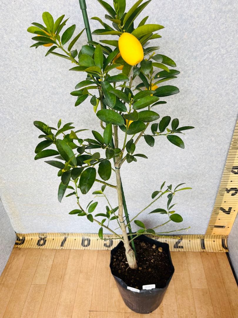 4年生　果実つき　キンカンライム接木苗／ハイブリッドライム　樹高90cm