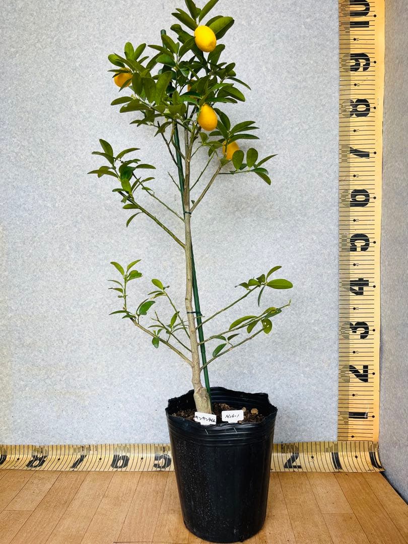 4年生　果実つき　キンカンライム接木苗／ハイブリッドライム　樹高90cm