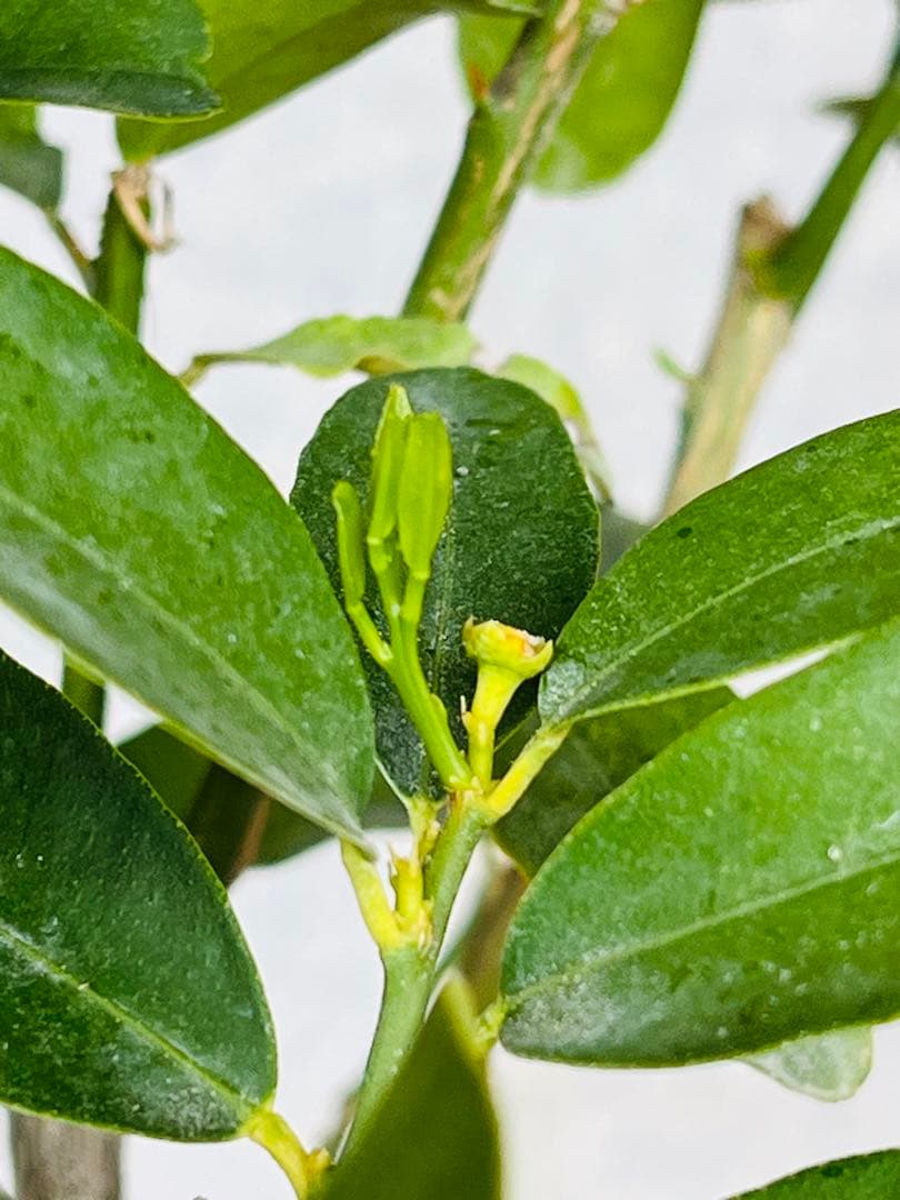 4年生　果実つき　キンカンライム接木苗／ハイブリッドライム　樹高90cm