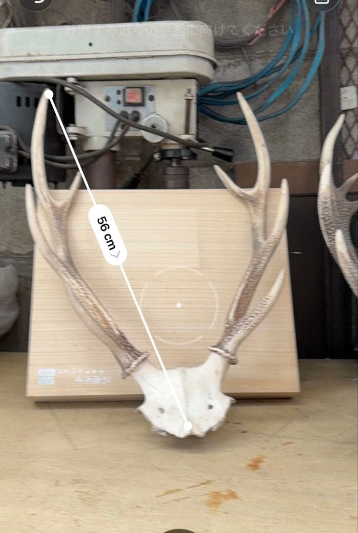 【1点もの] ハンティングトロフィー　鹿の角　頭蓋骨　日本鹿