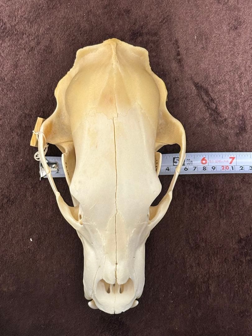 ヒグマ頭骨　書類付き　エゾヒグマ　骨格　標本　頭骨