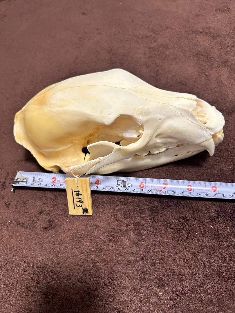 ヒグマ頭骨　書類付き　エゾヒグマ　骨格　標本　頭骨