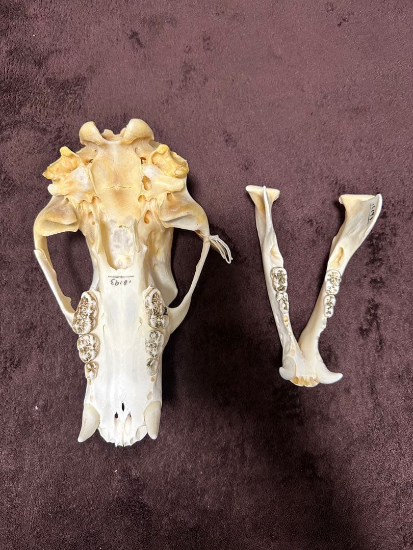 ヒグマ頭骨　書類付き　エゾヒグマ　骨格　標本　頭骨