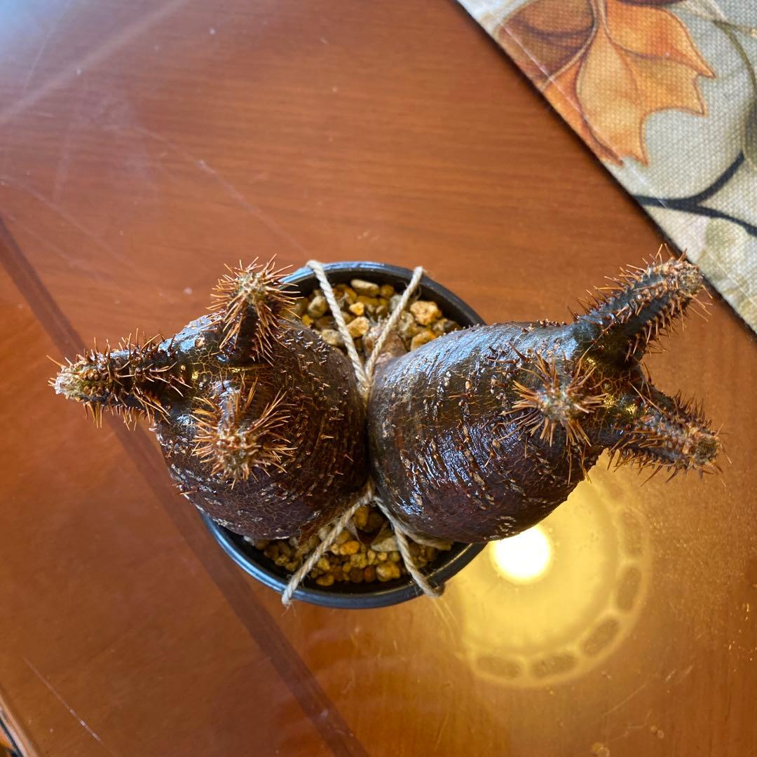 グラキリス 2頭 赤肌 良型 現地球