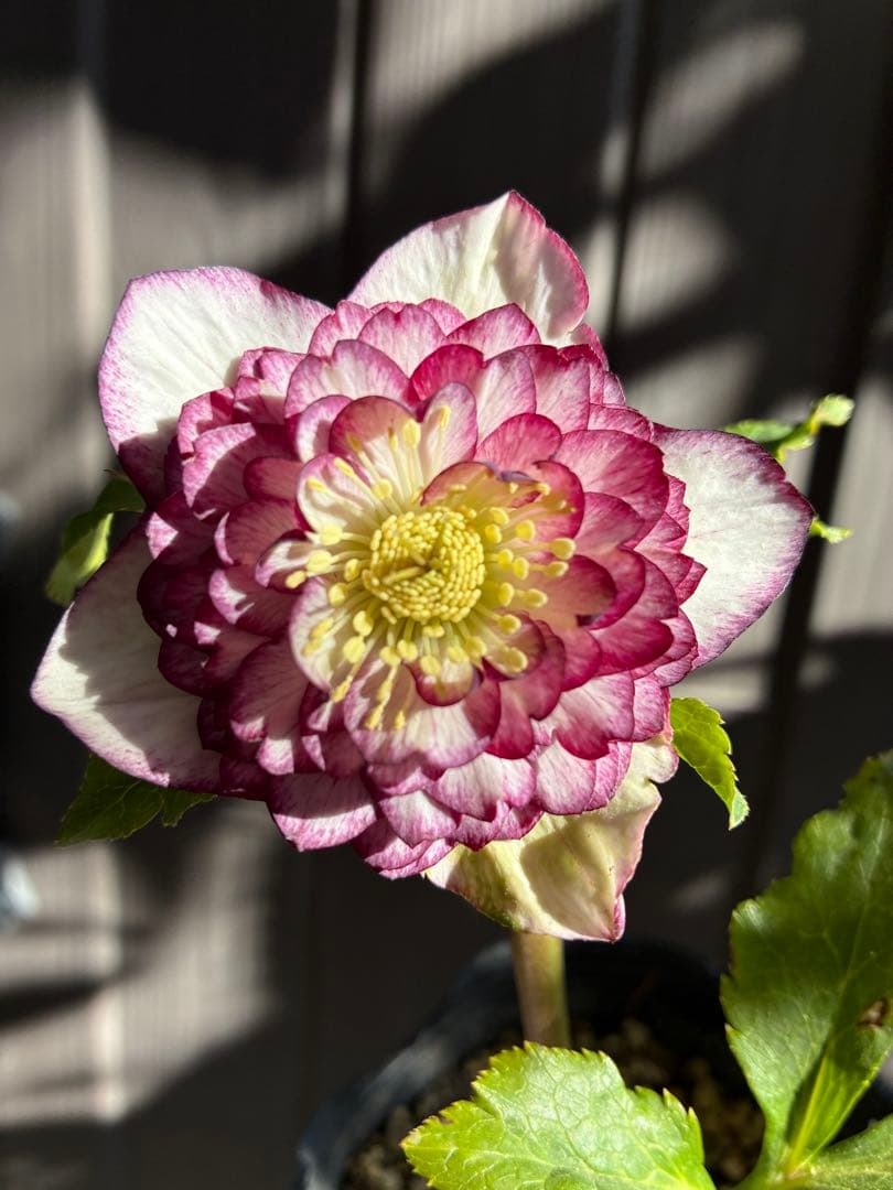 ♡認定♡アフロディーテ　極上整形花！！