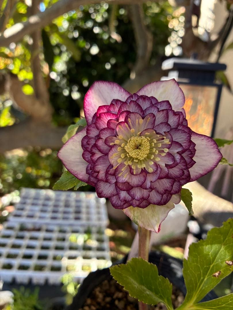 ♡認定♡アフロディーテ　極上整形花！！