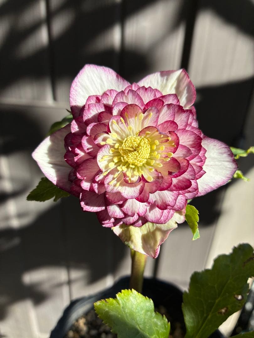 ♡認定♡アフロディーテ　極上整形花！！