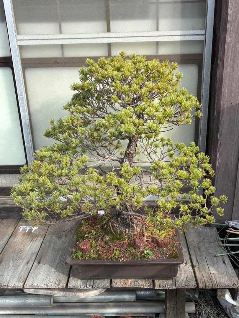 俊*様 ★盆栽★ 赤石五葉松　E-10 樹齢50年以上　★愛媛県より発送★