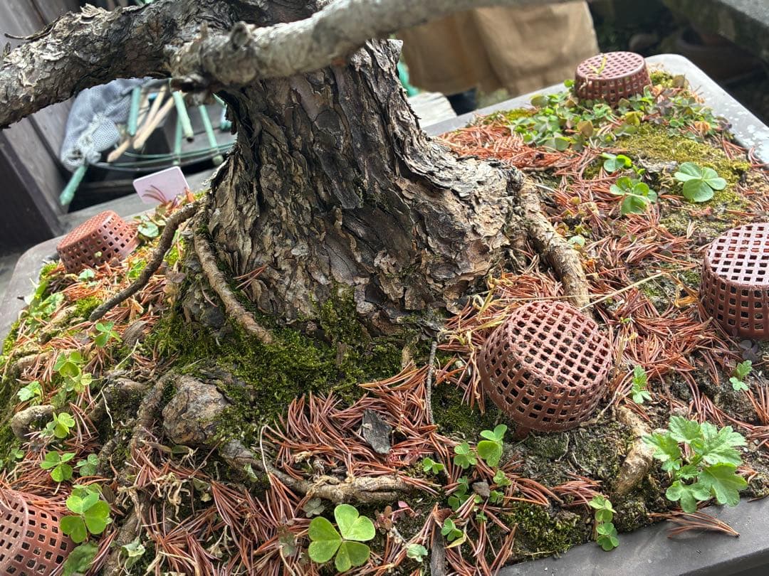 俊*様 ★盆栽★ 赤石五葉松　E-10 樹齢50年以上　★愛媛県より発送★