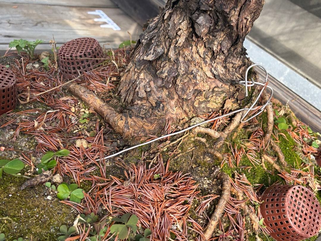 俊*様 ★盆栽★ 赤石五葉松　E-10 樹齢50年以上　★愛媛県より発送★