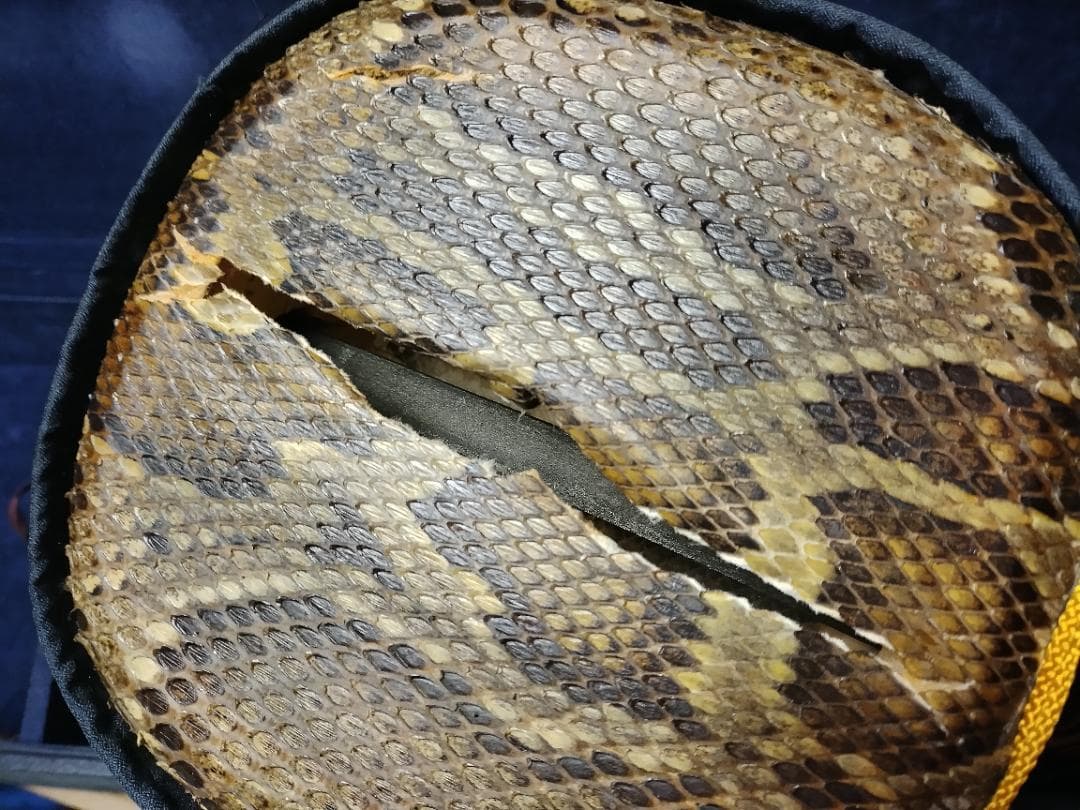 沖縄三線　バチ　ウマ　　胴皮破れ　現状渡し品