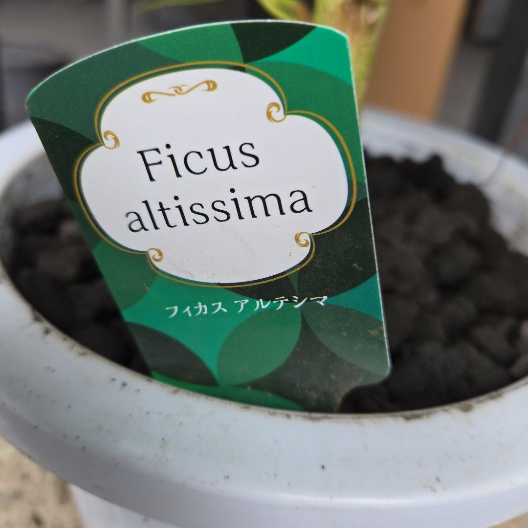 ③　フィカス　アルテシマ　8号　曲がり仕立て　特大苗木最高等級極上品‼️