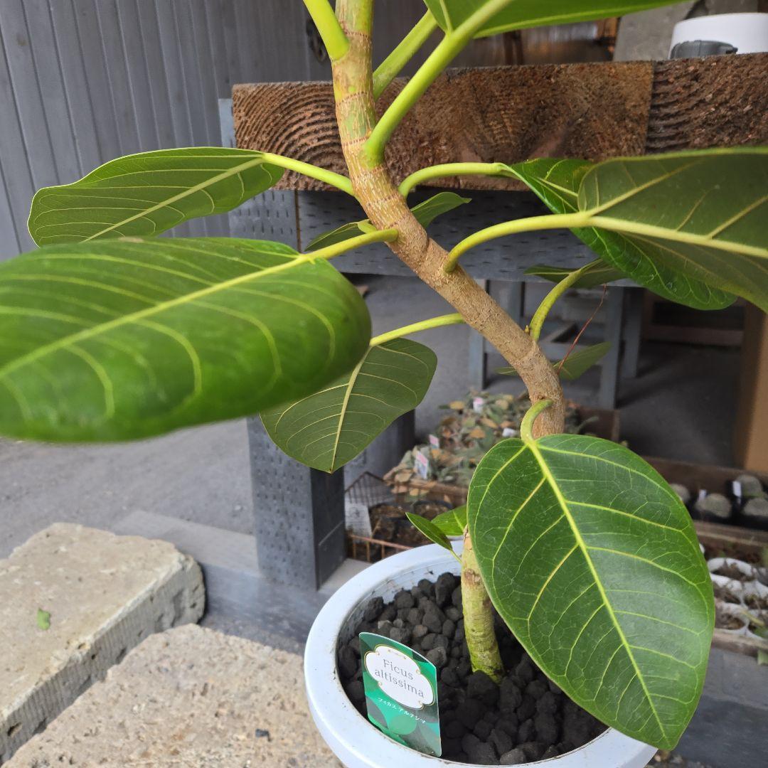 ③　フィカス　アルテシマ　8号　曲がり仕立て　特大苗木最高等級極上品‼️