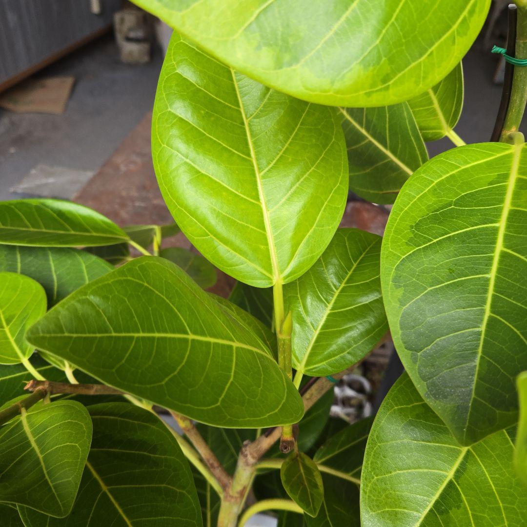 ③　フィカス　アルテシマ　8号　曲がり仕立て　特大苗木最高等級極上品‼️