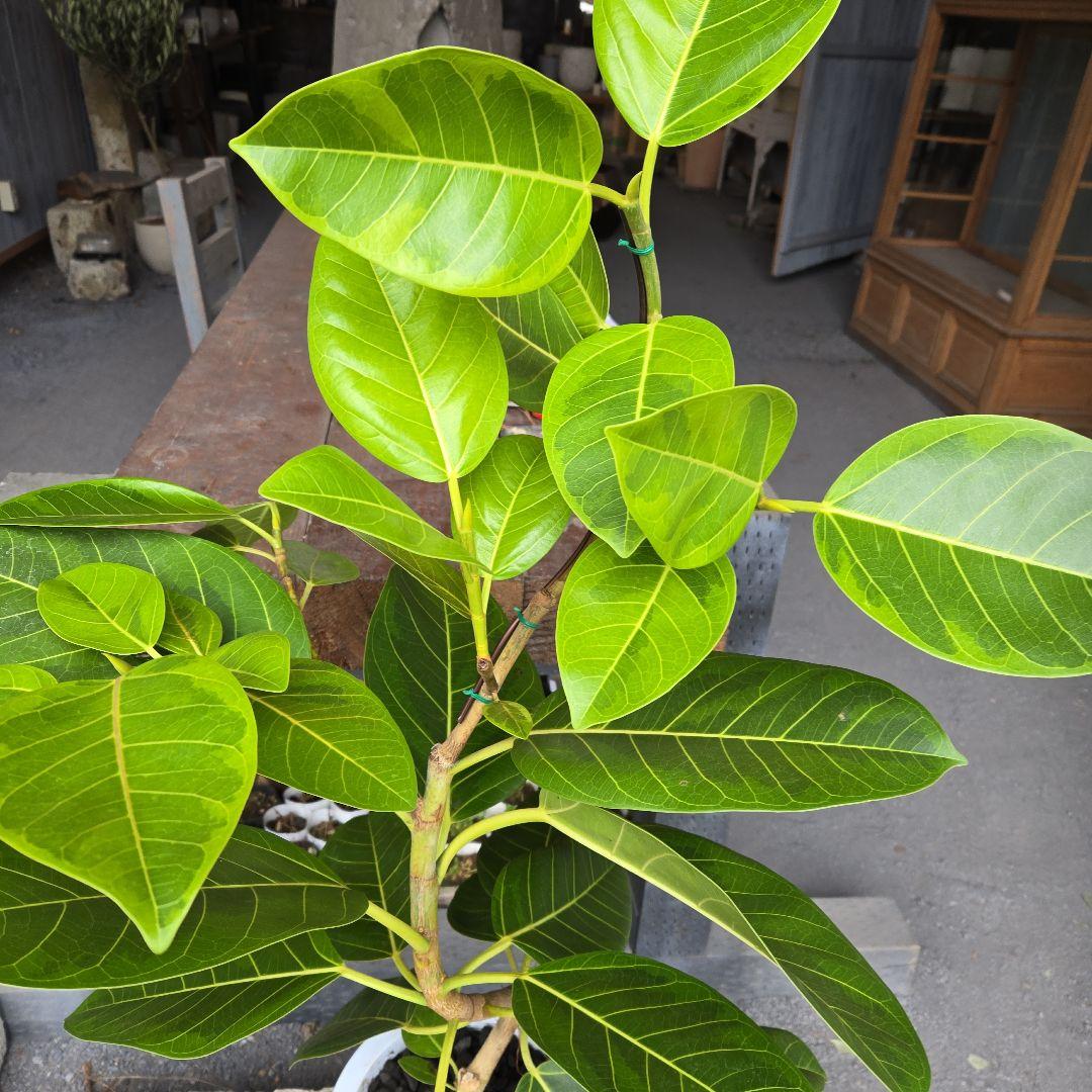 ③　フィカス　アルテシマ　8号　曲がり仕立て　特大苗木最高等級極上品‼️