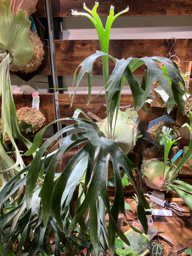 ビカクシダ P.X-626 Stitch OC - メルカリ