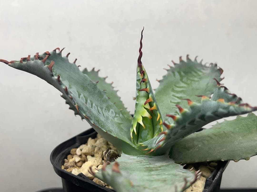 ぺ*こ様 現物株 エボリスピナ 妖炎 × ポタトラム ハイブリッド アガベ