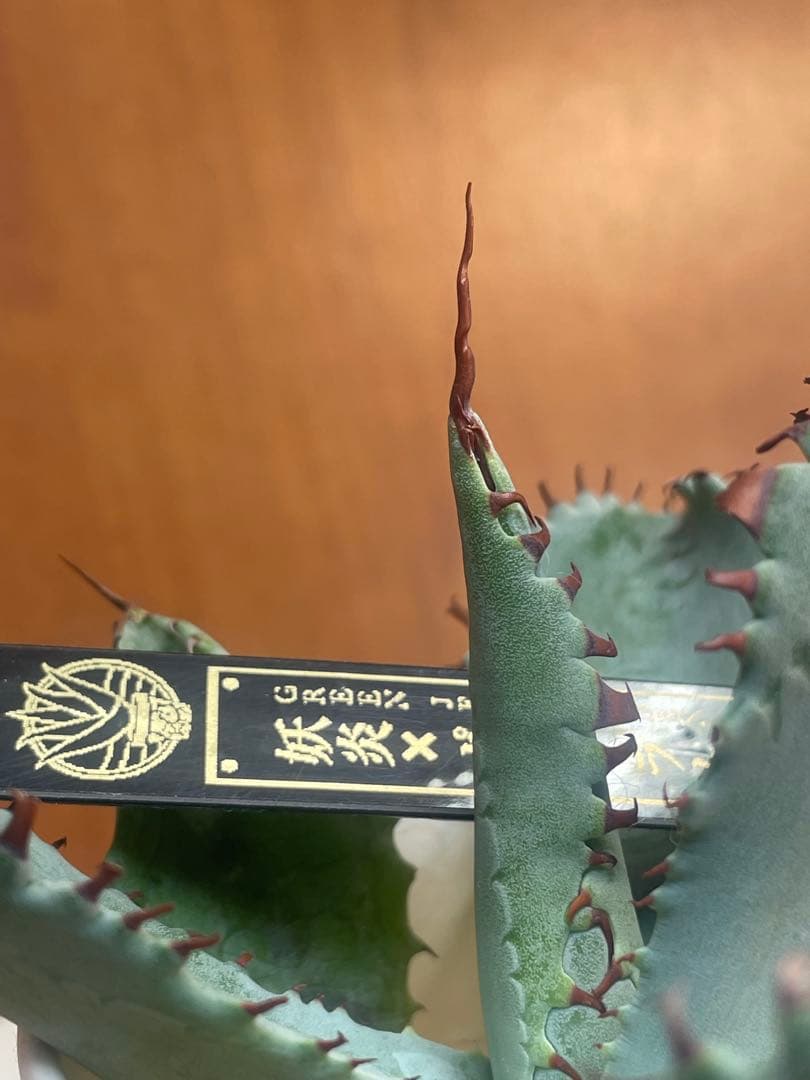 ぺ*こ様 現物株 エボリスピナ 妖炎 × ポタトラム ハイブリッド アガベ