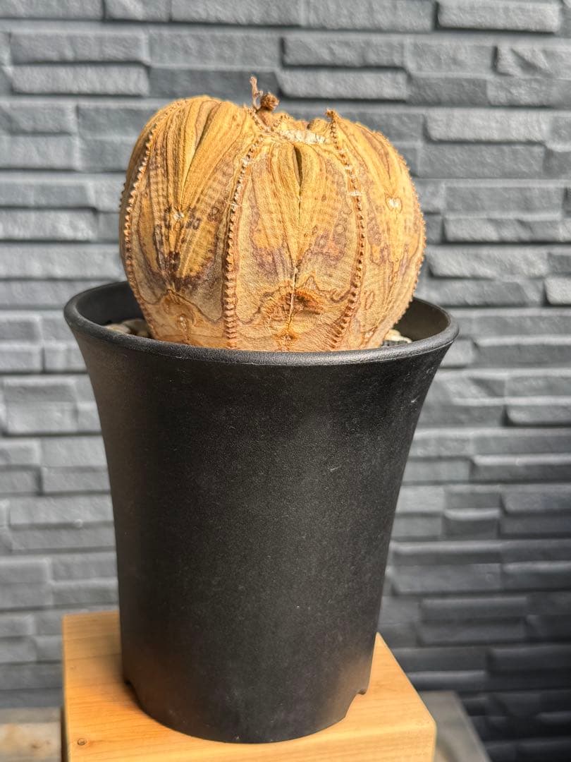 ☆激レア成長点潰れ☆　ユーフォルビア　オベサ　obesa 9.6cm　ホリダ