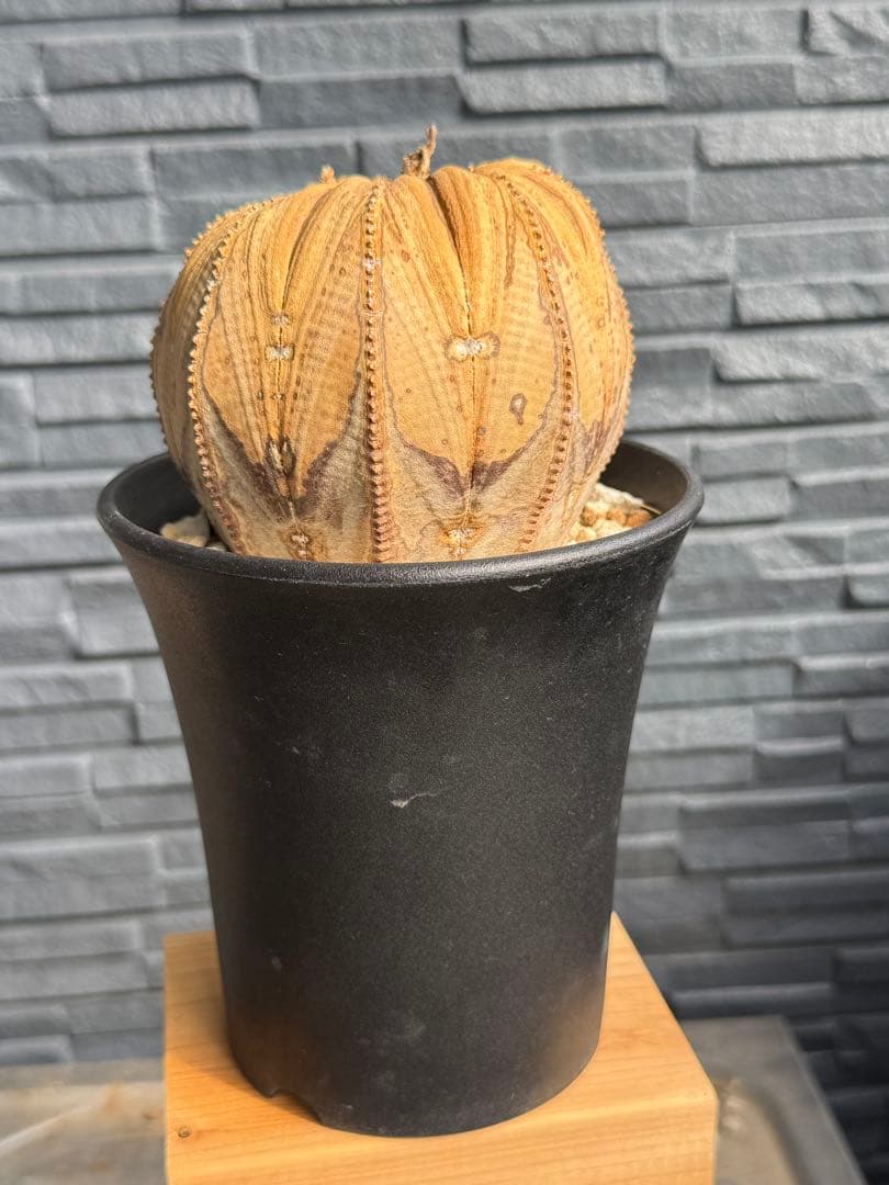 ☆激レア成長点潰れ☆　ユーフォルビア　オベサ　obesa 9.6cm　ホリダ