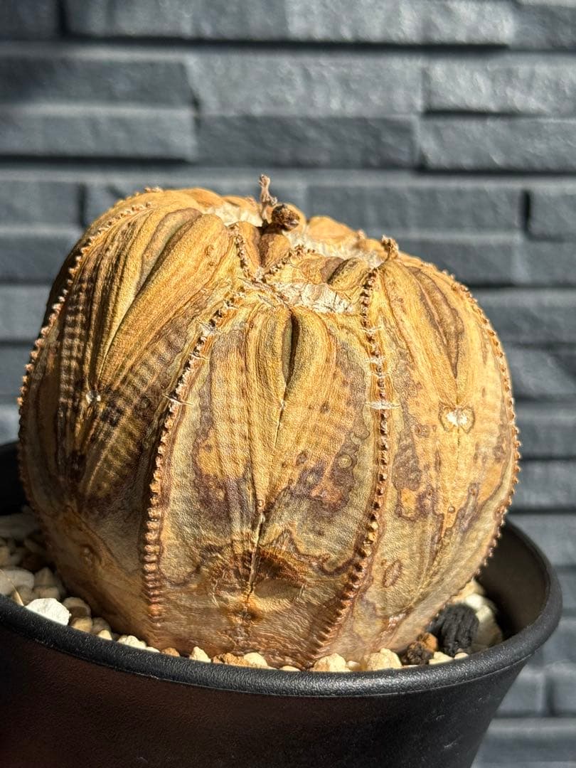 ☆激レア成長点潰れ☆　ユーフォルビア　オベサ　obesa 9.6cm　ホリダ