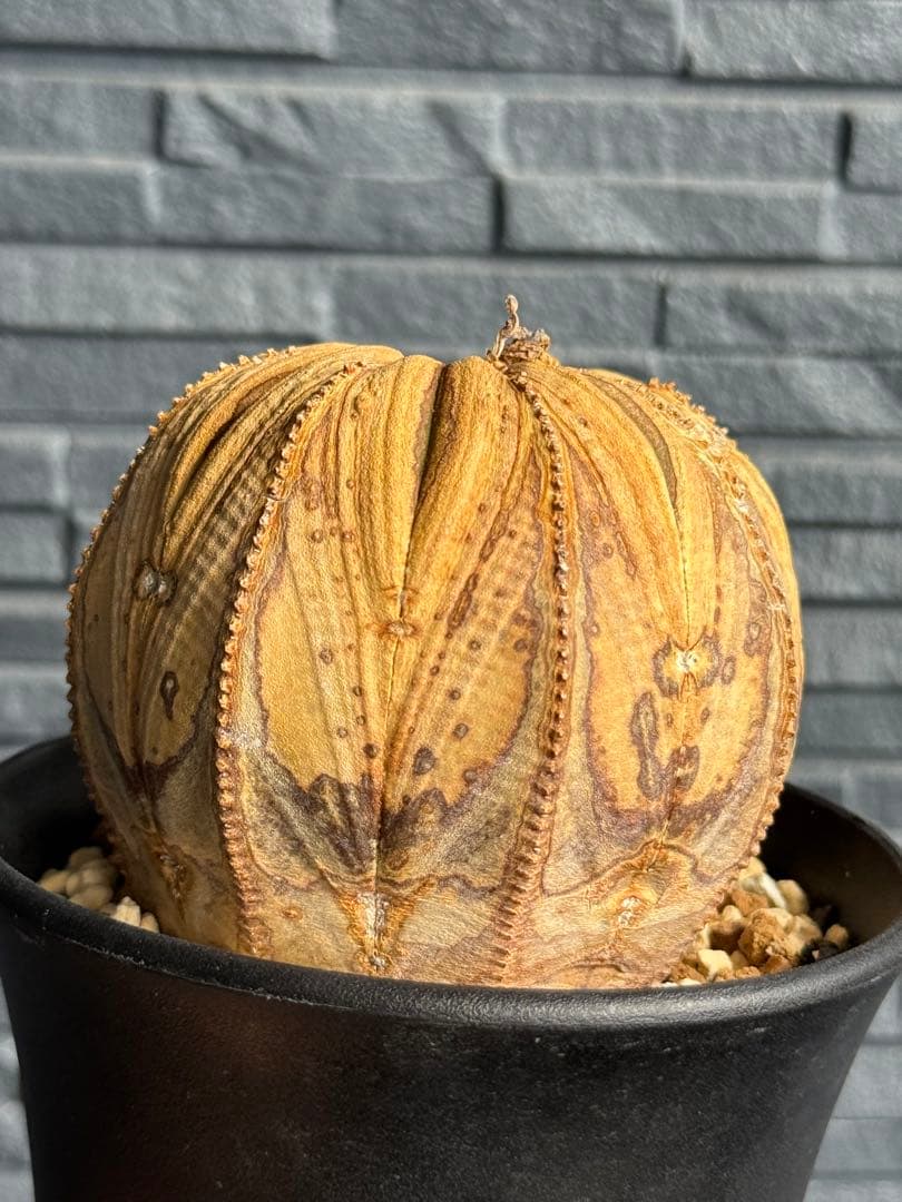 ☆激レア成長点潰れ☆　ユーフォルビア　オベサ　obesa 9.6cm　ホリダ