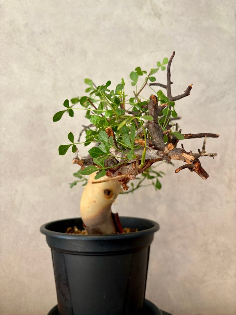 【盆栽美】コミフォラ・カタフ 鉢植え発送