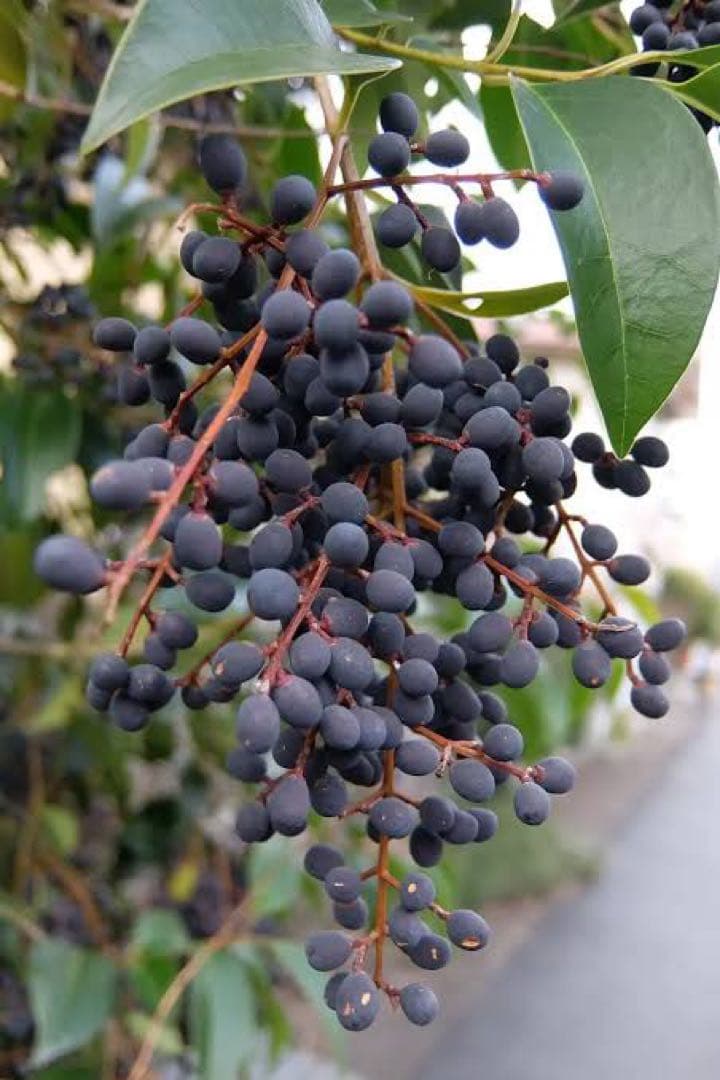 トウネズミモチの実❤️京都産*天然 ドライ 100g+a お試しサイズです