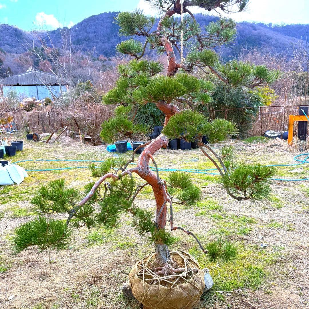 赤松『樹高約200㎝〜』引き取り限定。配達別料金、植込み無料❗️最終値引き価格❗️