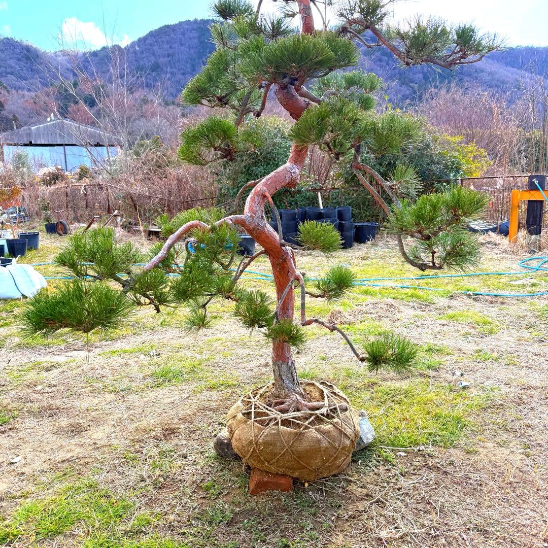 赤松『樹高約200㎝〜』引き取り限定。配達別料金、植込み無料❗️最終値引き価格❗️