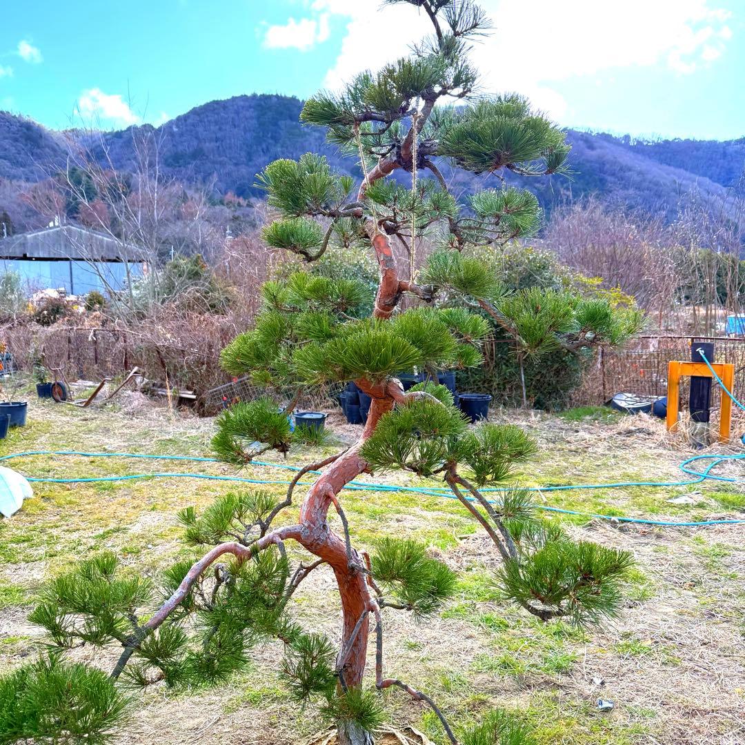 赤松『樹高約200㎝〜』引き取り限定。配達別料金、植込み無料❗️最終値引き価格❗️