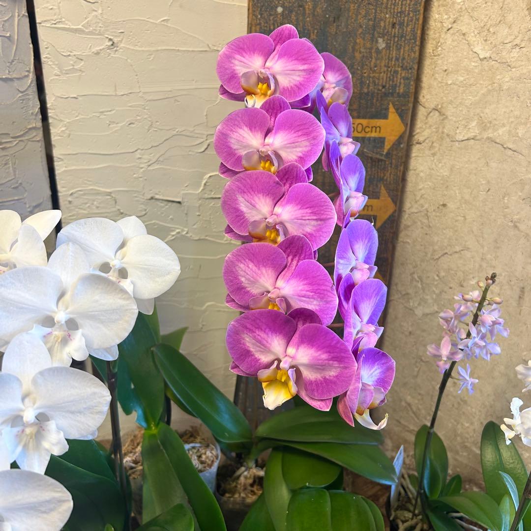 胡蝶蘭 色々アソート 育成用株込み ファレノプシス - メルカリ