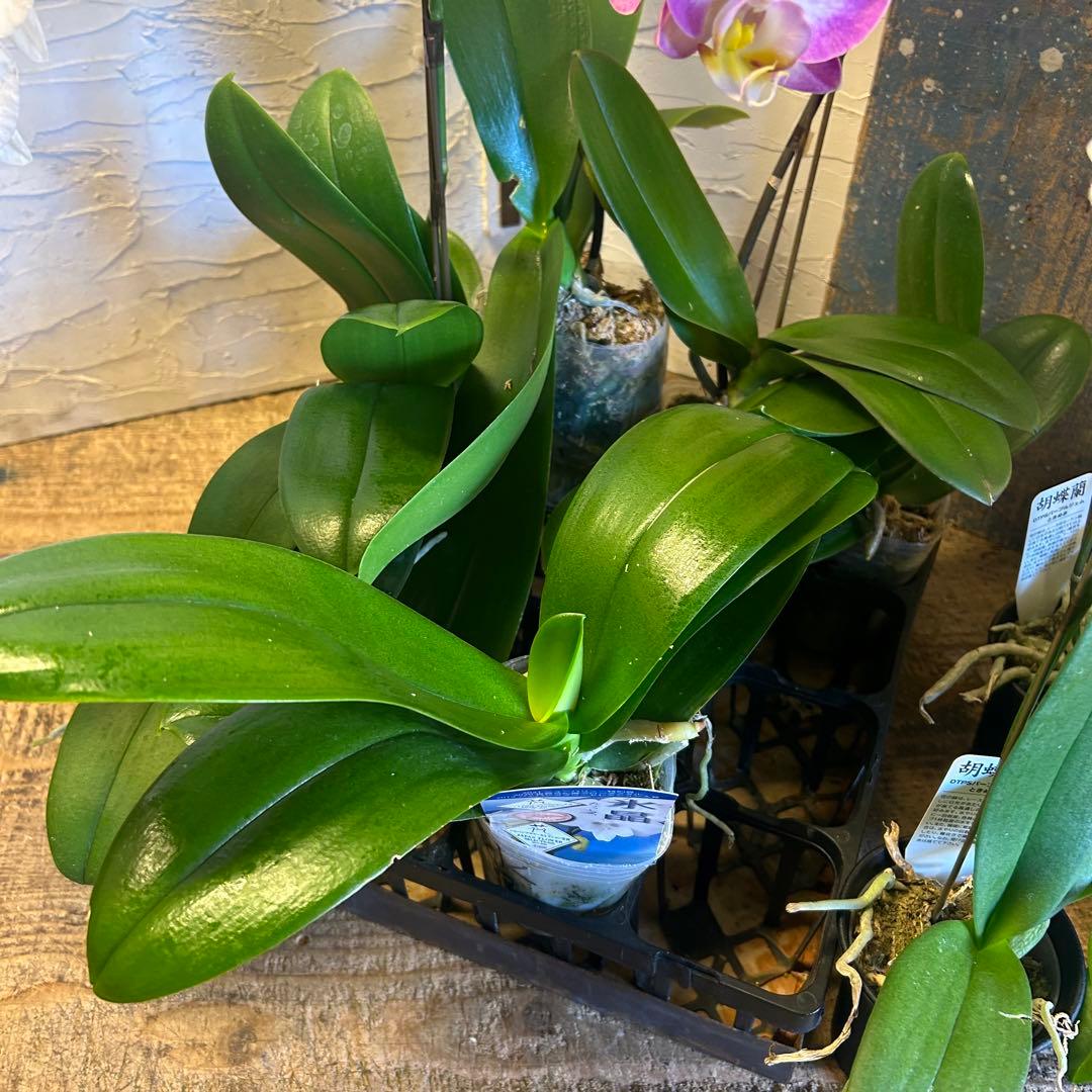 胡蝶蘭 色々アソート 育成用株込み ファレノプシス - メルカリ