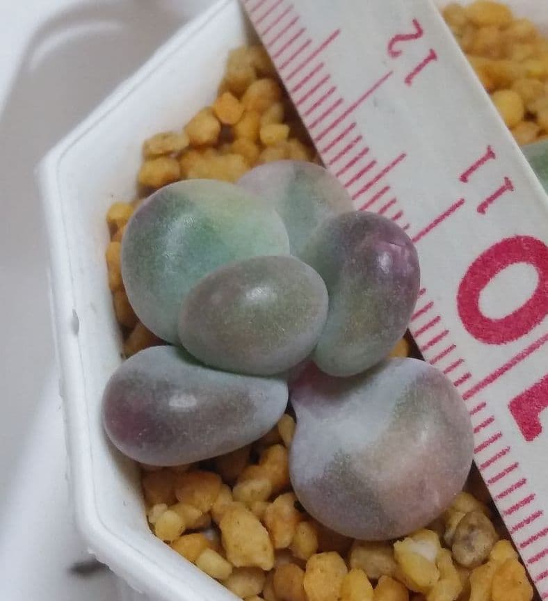 多肉植物　艶美人錦　微根　ネコポス発送