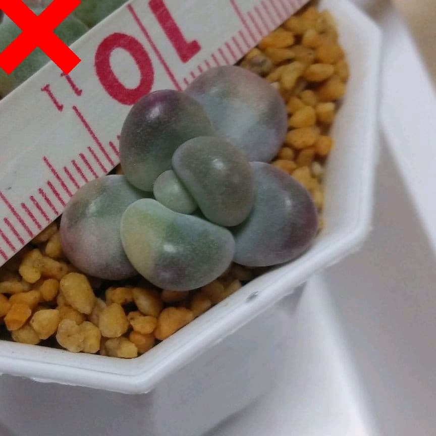 多肉植物　艶美人錦　微根　ネコポス発送