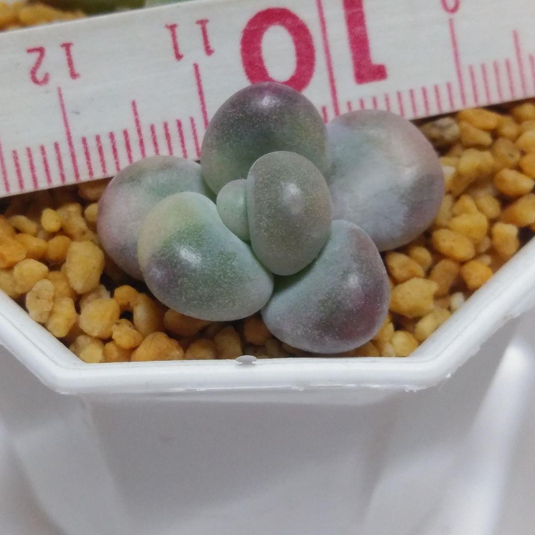 多肉植物　艶美人錦　微根　ネコポス発送