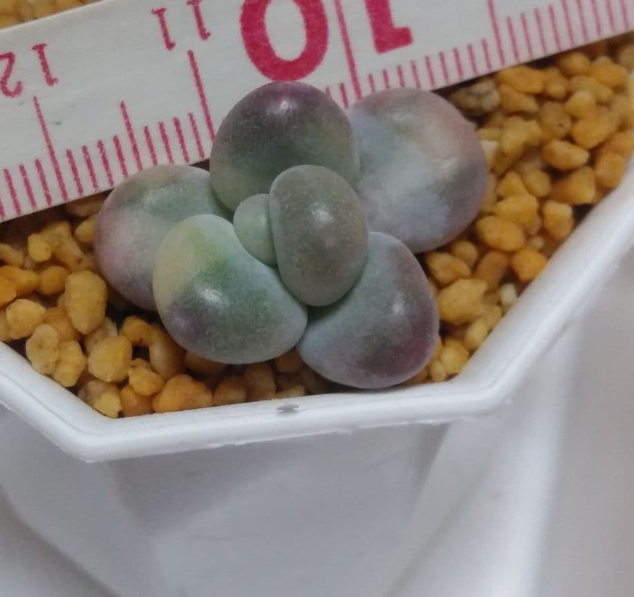 多肉植物　艶美人錦　微根　ネコポス発送