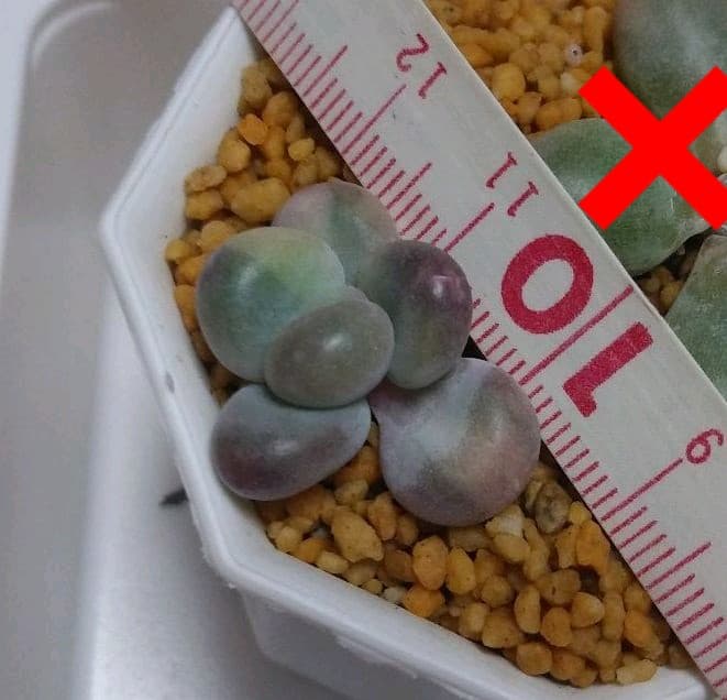 多肉植物　艶美人錦　微根　ネコポス発送