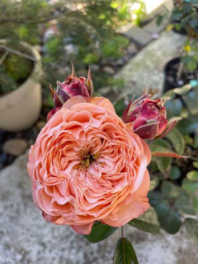 花切品種苗　バラ苗　レアバラ