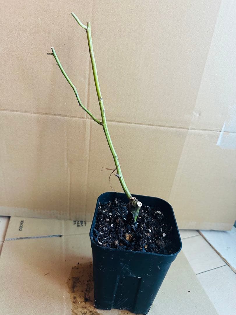 花切品種苗　バラ苗　レアバラ