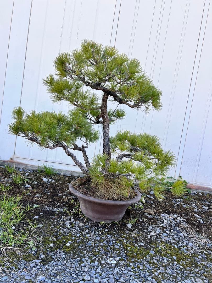 【年末セール】五葉松　盆栽　樹齢60年