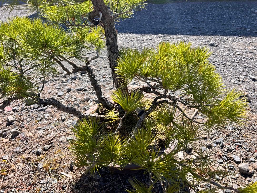 【年末セール】五葉松　盆栽　樹齢60年
