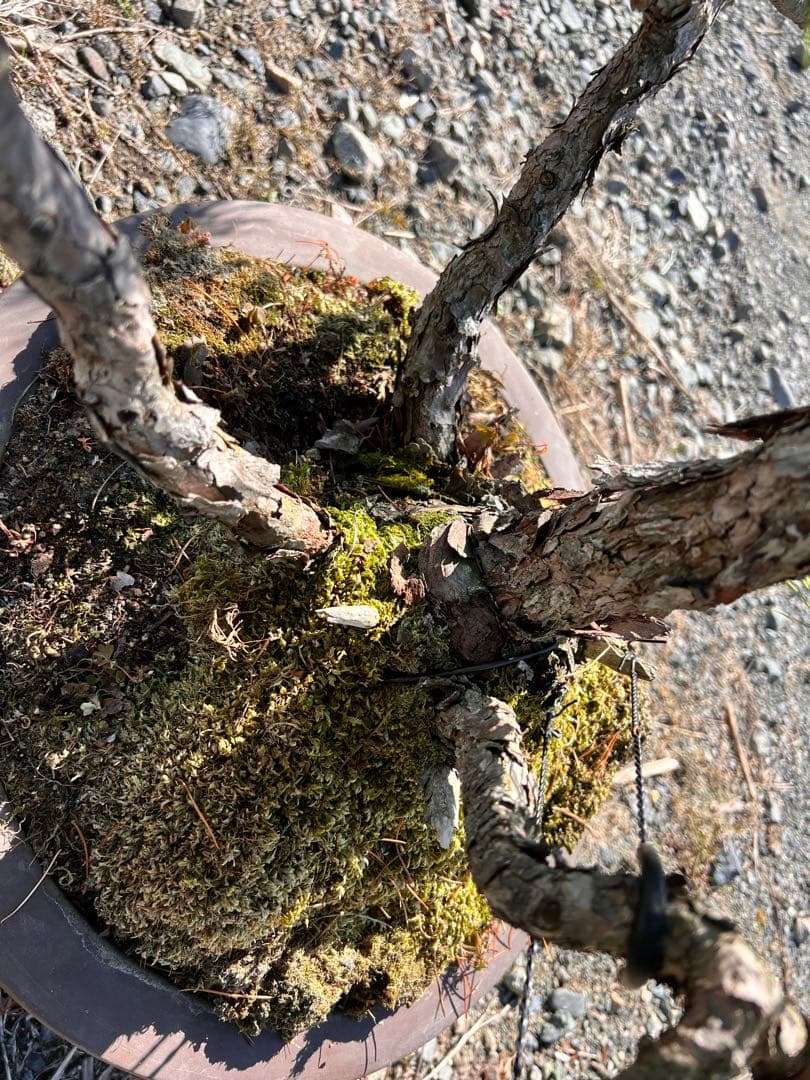 【年末セール】五葉松　盆栽　樹齢60年