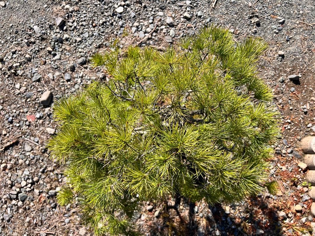 【年末セール】五葉松　盆栽　樹齢60年
