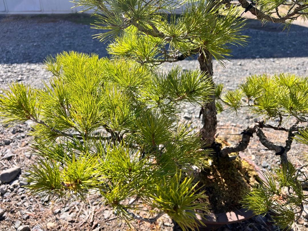 【年末セール】五葉松　盆栽　樹齢60年
